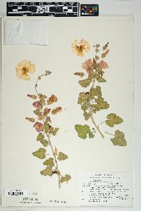 Sphaeralcea ambigua image