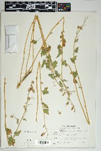 Sphaeralcea ambigua image