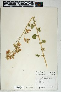 Sphaeralcea ambigua image