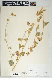 Sphaeralcea ambigua image