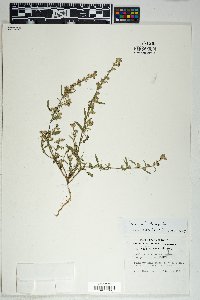 Sida tragiifolia image