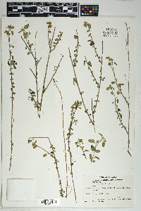 Sida tragiifolia image