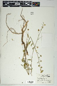 Sida tragiifolia image