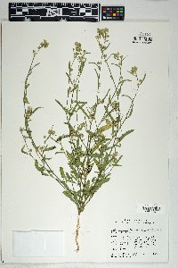 Sida spinosa image