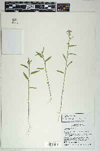 Sida spinosa image