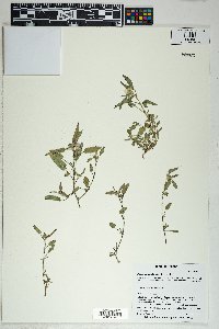 Sida abutilifolia image