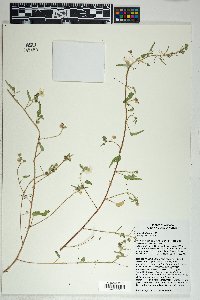 Sida abutilifolia image