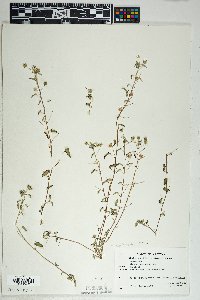 Sida abutilifolia image