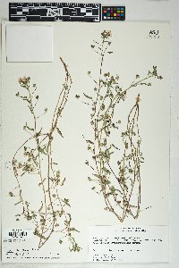 Sida abutilifolia image