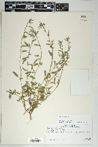 Sida abutilifolia image