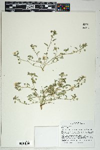 Sida abutilifolia image