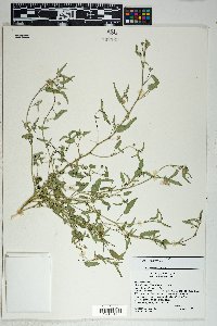 Sida abutilifolia image