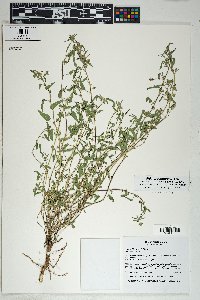 Sida abutilifolia image