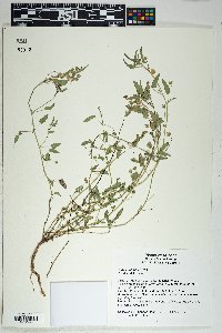 Sida abutilifolia image