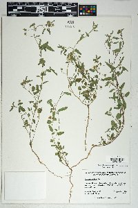 Sida abutilifolia image