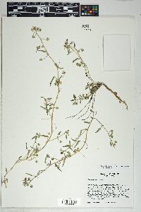 Sida abutilifolia image