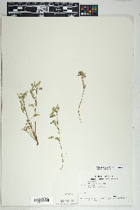 Sida abutilifolia image