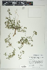 Sida abutilifolia image