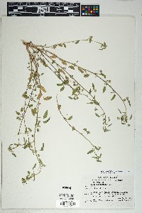 Sida abutilifolia image