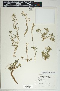 Sida abutilifolia image