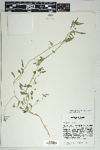 Sida abutilifolia image