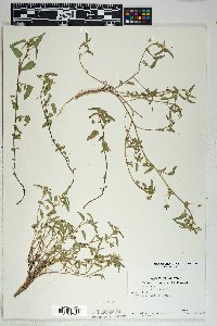 Sida abutilifolia image