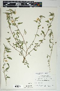 Sida abutilifolia image