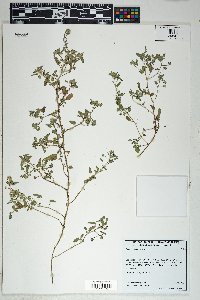 Sida abutilifolia image