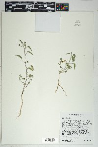 Sida abutilifolia image