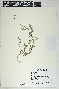 Sida abutilifolia image