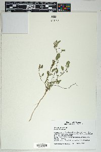 Sida abutilifolia image