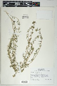 Sida abutilifolia image