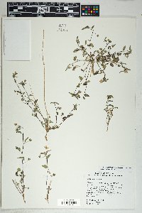 Sida abutilifolia image