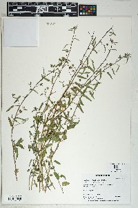 Sida abutilifolia image