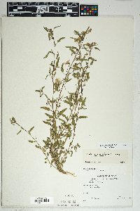 Sida abutilifolia image