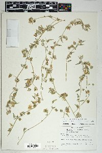 Malvella sagittifolia image