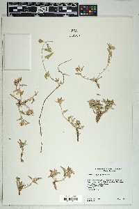 Malvella sagittifolia image