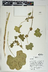 Malva parviflora image