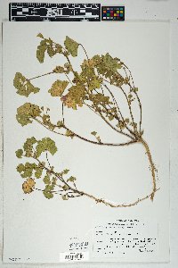 Malva parviflora image