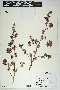 Malva parviflora image