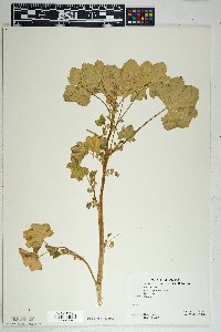 Malva parviflora image