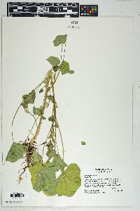 Malva parviflora image