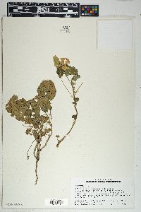 Malva parviflora image