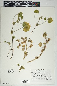 Malva parviflora image