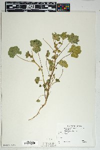 Eriogonum deflexum var. deflexum image