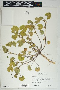 Malva parviflora image