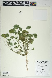 Malva parviflora image