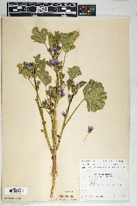 Malva sylvestris image