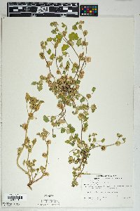 Malva parviflora image