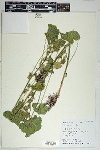 Malva parviflora image